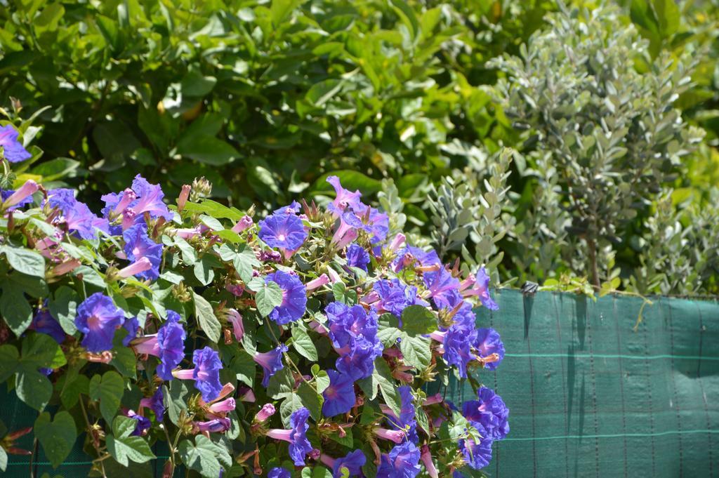 Guest House Al Giardino Dei Limoni ファヴィニャーナ エクステリア 写真